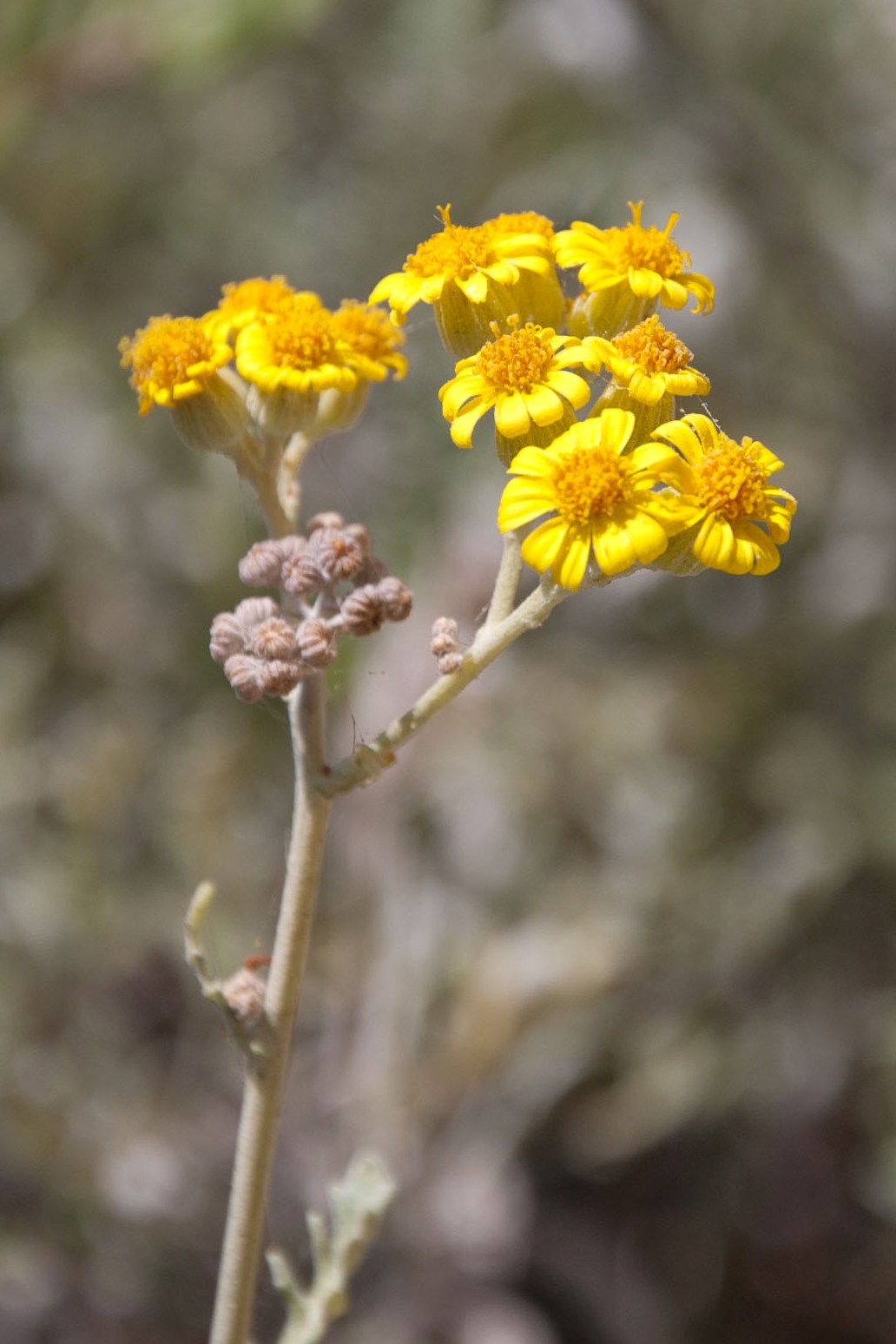 Jacobaea maritima subsp. sicula / Senecione siciliano